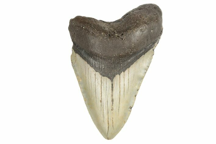 Bargain, Fossil Megalodon Tooth - Serrated Blade #190903